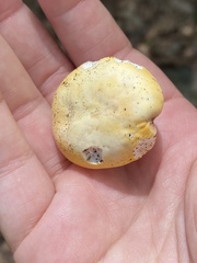 Russula ochroleucoides