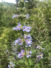 Penstemon attenuatus