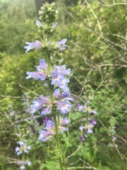 Penstemon attenuatus