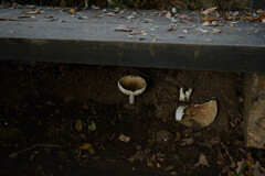 Amanita diemii