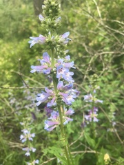 Penstemon attenuatus