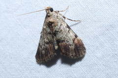 Epipaschia superatalis