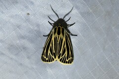 Apantesis virguncula