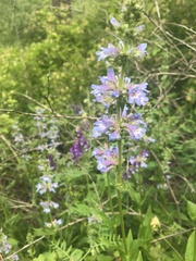 Penstemon attenuatus