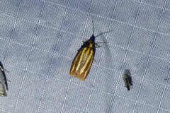 Sparganothis tristriata