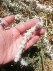 Krascheninnikovia lanata