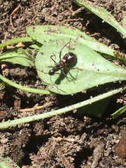 Formica pallidefulva