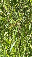 Libellula semifasciata