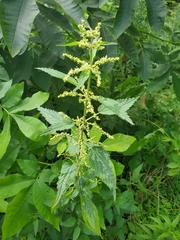 Urtica dioica dioica