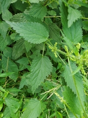 Urtica dioica dioica