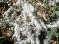 Krascheninnikovia lanata