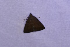 Zanclognatha protumnusalis