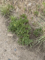 Physalis pumila hispida