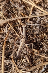 Eremiaphiloidea