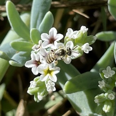 Perdita heliotropii