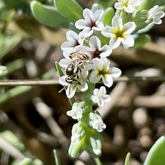 Perdita heliotropii