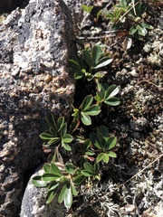 Sibbaldiopsis
