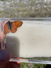 Boloria pales