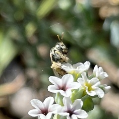 Perdita heliotropii