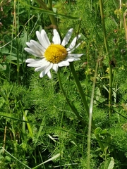 Tripleurospermum