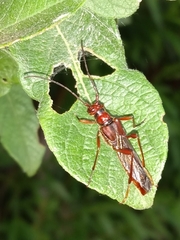 Necydalis laevicollis