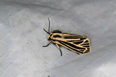 Apantesis virguncula