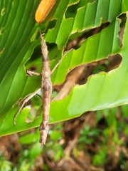 Lamponius portoricensis