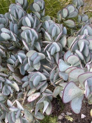 Crassula arborescens arborescens
