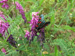 Zygaena lavandulae
