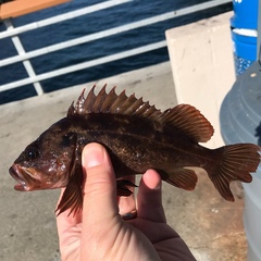 Sebastes auriculatus