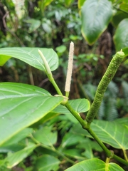 Piper glabrescens