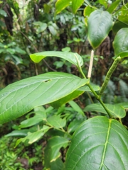 Piper glabrescens