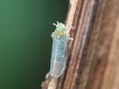 Chloriona sicula