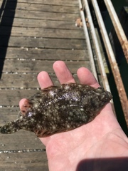 Lepidopsetta bilineata