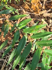 Xylopia brasiliensis