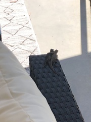 Sceloporus occidentalis