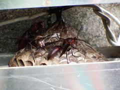 Polistes tenebricosus