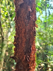 Xylopia brasiliensis