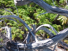 Sceloporus cozumelae