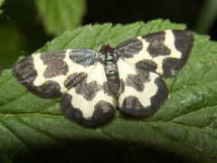 Lomaspilis opis nigrita