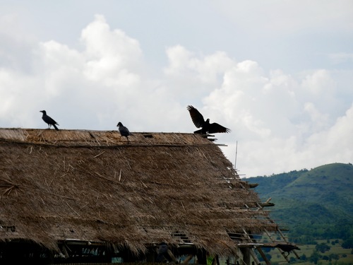House Crow (Burmese)
