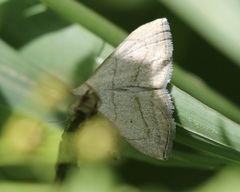 Macrochilo litophora