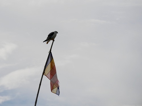 Black-winged Kite