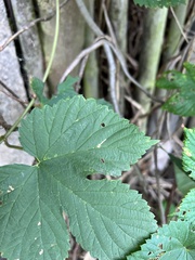 Cosmopterix zieglerella