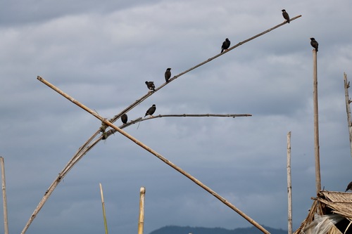 Collared Myna