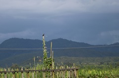 Acridotheres albocinctus