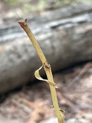 Corallorhiza maculata occidentalis