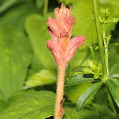 Orobanche caryophyllacea