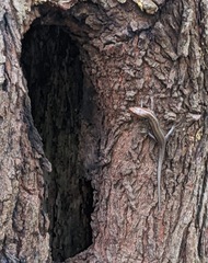 Plestiodon inexpectatus