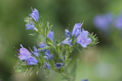 Echium vulgare